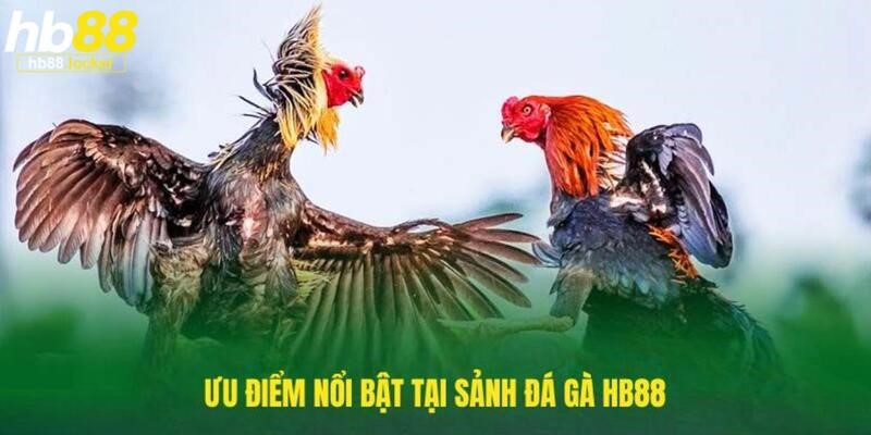 Đá Gà HB88 – Cá Cược Đá Gà Trực Tuyến Uy Tín 2026 3 Đấu trường hấp dẫn với hàng chục ưu điểm